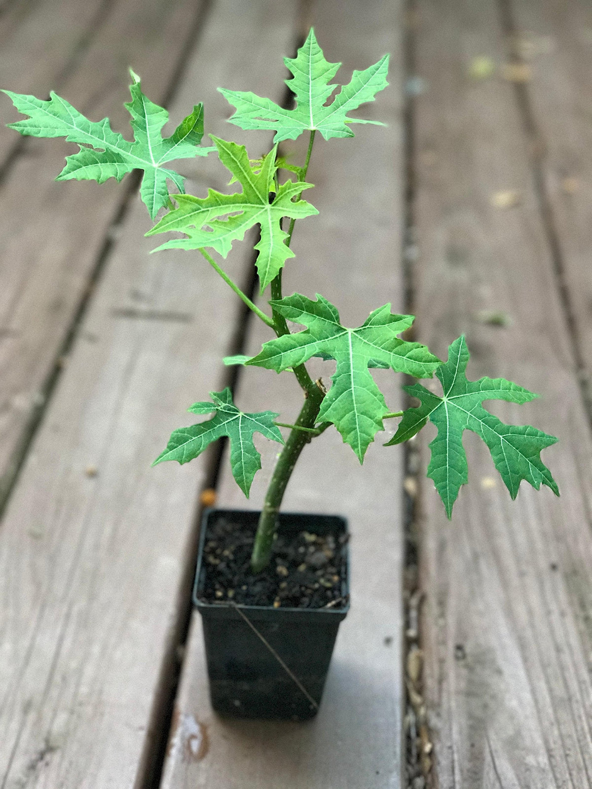 CHAYA PLANT /Cnidoscolus aconitifolius/ Mayan Tree Spinach / Deeply-Lobed Variety (1)