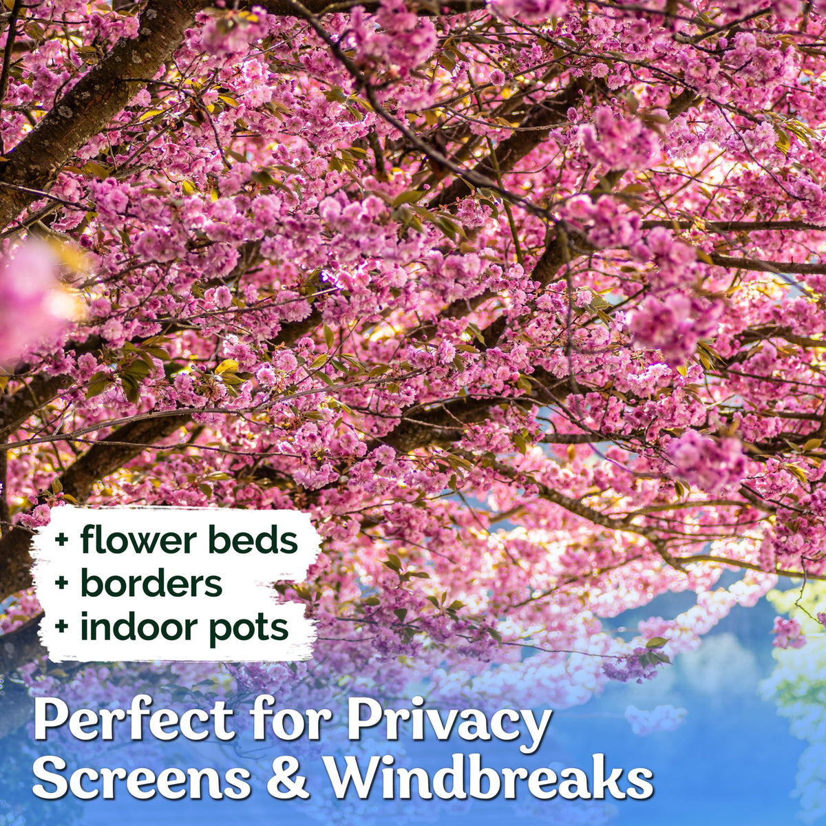 KVITER 30 Weeping Cherry Sakura Tree Seeds for Planting (Prunus Subhirtella) – Pink Japanese Cherry Blossom Tree, Higan/Rosebud/Spring Cherry Seeds – Flowering Trees for Home, Patio & Outdoor Garden