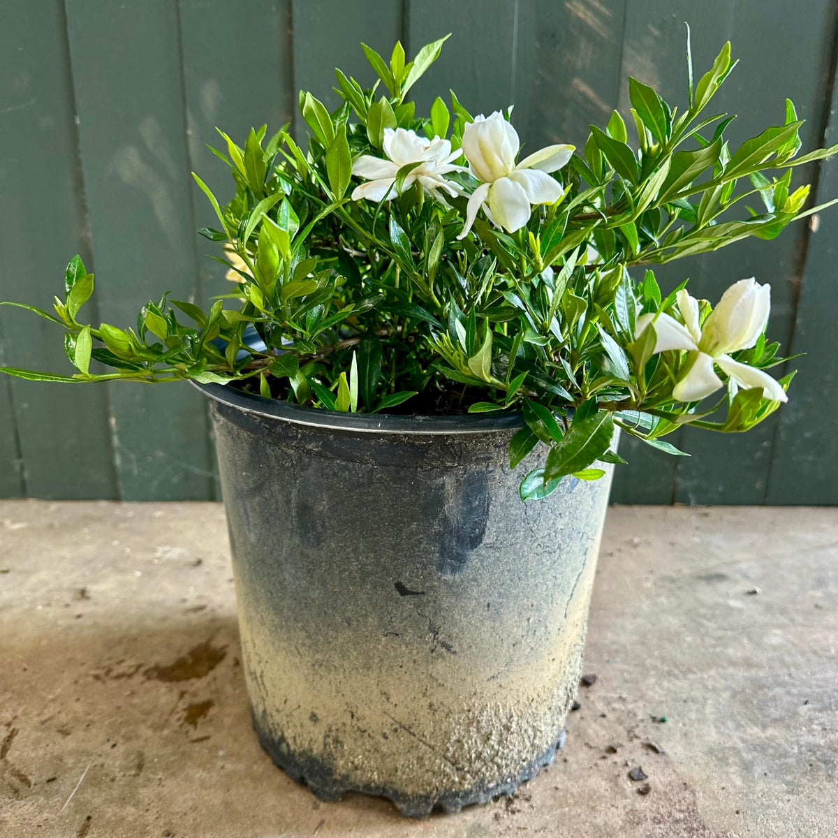 Dwarf Radicans Gardenia 3-Gallon