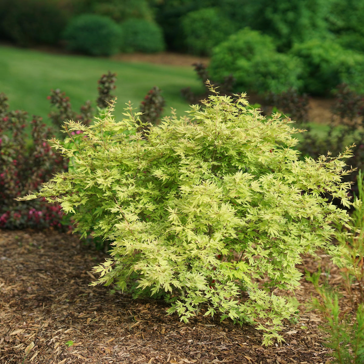 Proven Winners Metamorphosa Japanese Maple (Acer palmatum) Live Plant, 4.5" Qt, 4 Pack