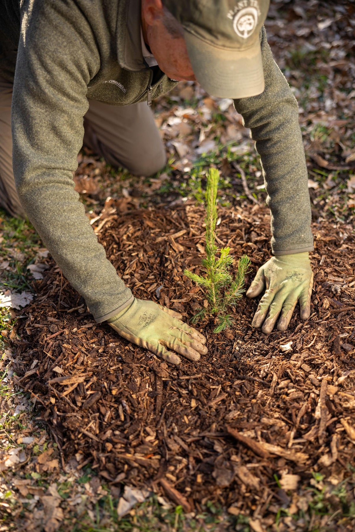 Colorado Blue Spruce Tree Plug Seedlings | 6"-12" | Arbor Day Foundation (5-Pack)