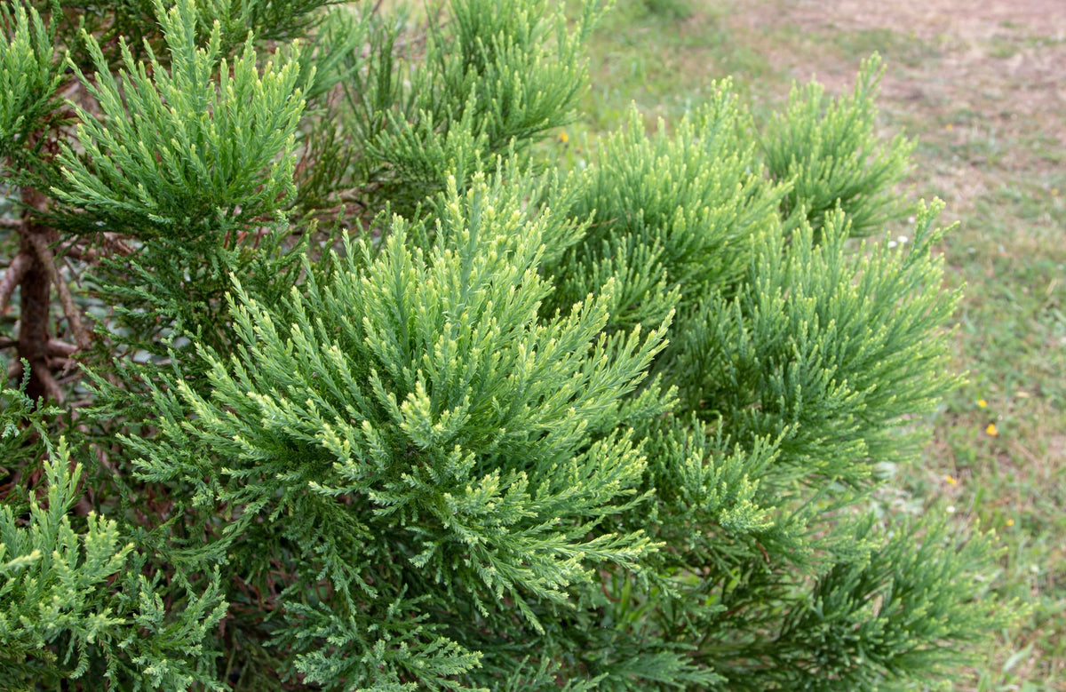 5 Live Giant Sequoia Tree Sapling (Approx. 1'-1.5' Tall)- Nature’s Giant in Your Backyard