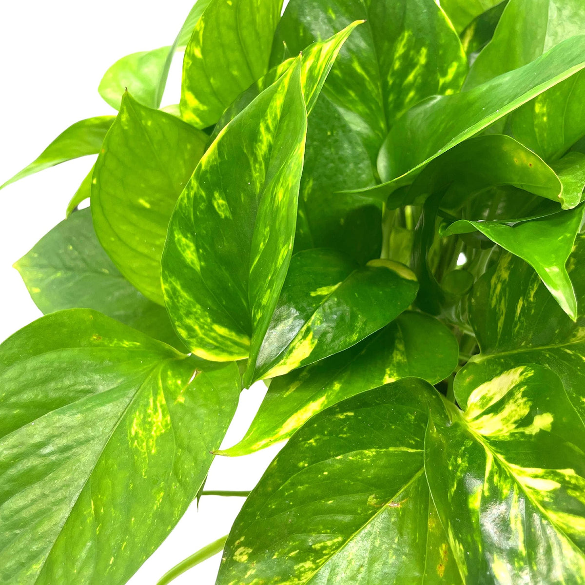 BubbleBlooms Golden Pothos, Variegated 6 inch Pothos, Epipremnum aureum, Devil's Ivy