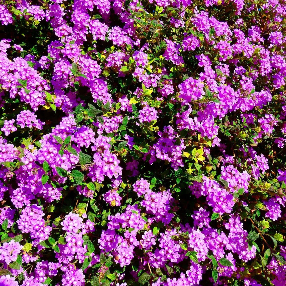 3 Purple Trailing Lantanas, Live Plants – Continuous Blooms, Thriving in 2.5” Nursery Cubes