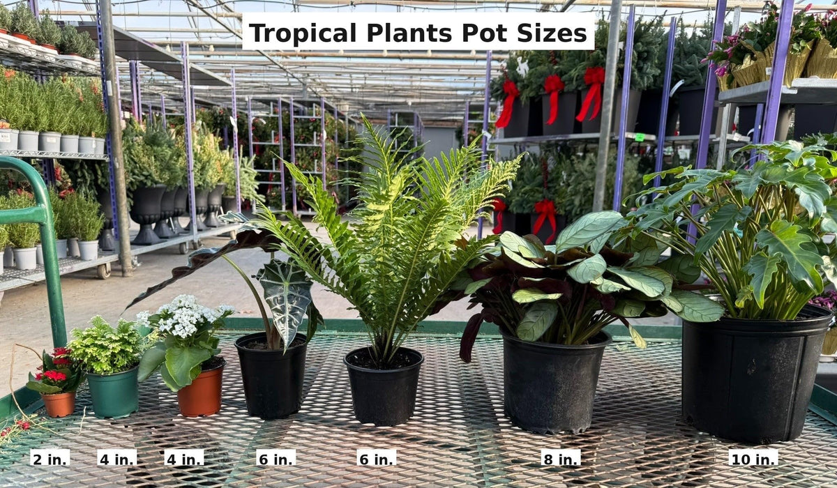 RedCrocus - RedCrocus Assorted Elephant Ear Xanthosoma – Large Tropical Foliage Plant, Shade Garden, Container Friendly, Pollinator Attractant, Indoor Use, Durable, Easy Care 6" Pot