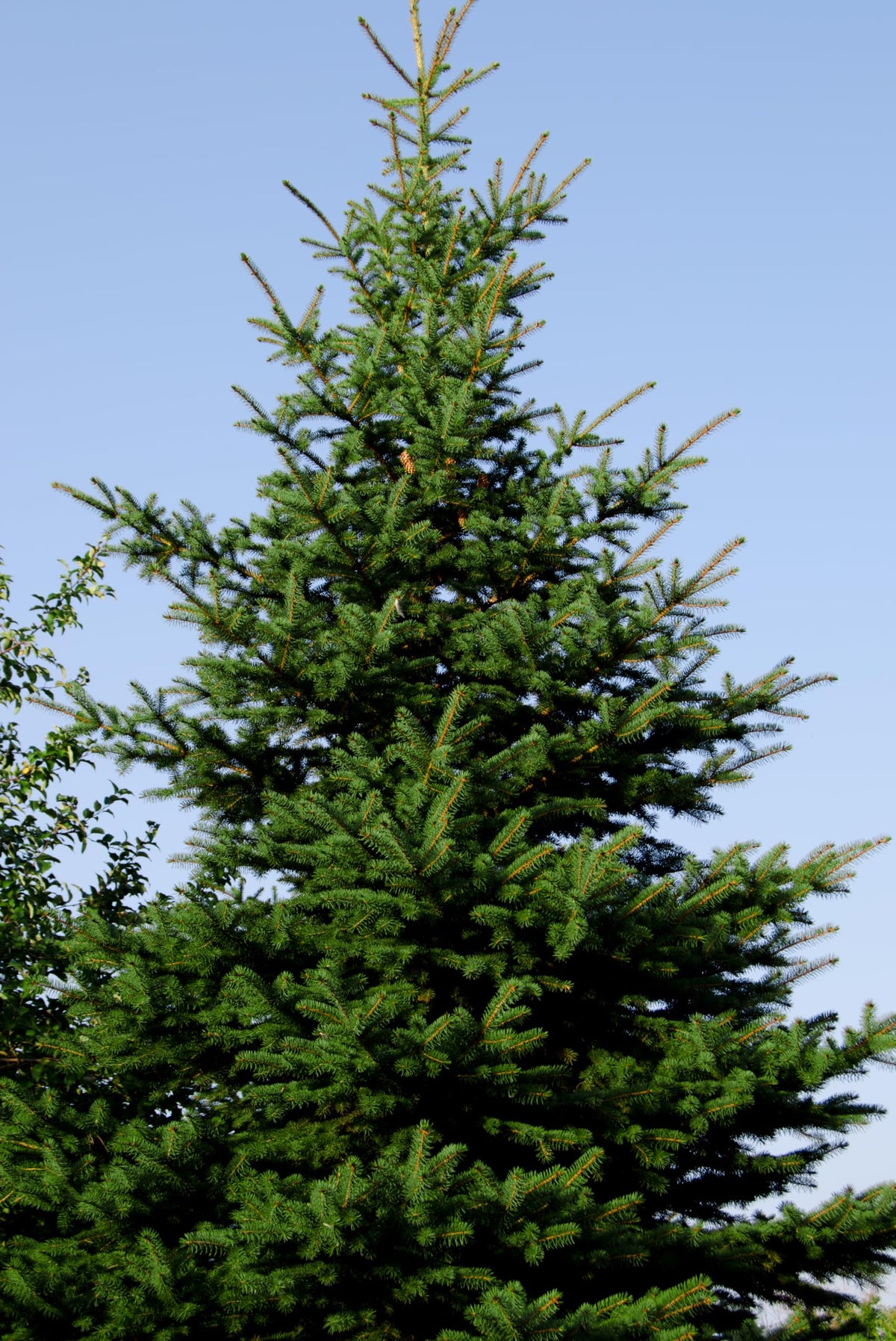 Norway Spruce Jumbo Tree Seedling Plug | 12"-18" | Arbor Day Foundation (1-Pack)