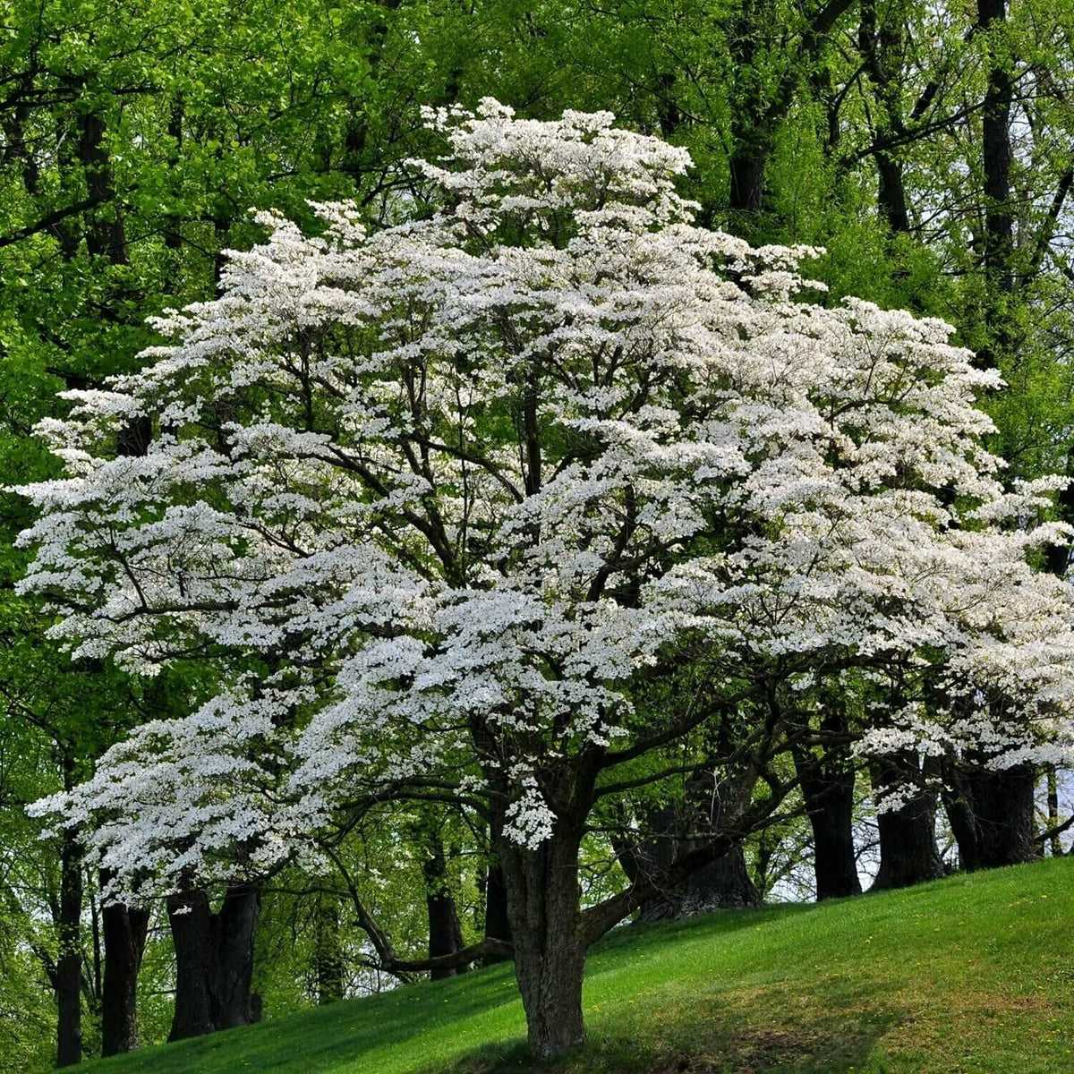 2 White Flowering Dogwood Trees - 24-36" Tall (2-3 Ft) Live Plants - Cornus Florida