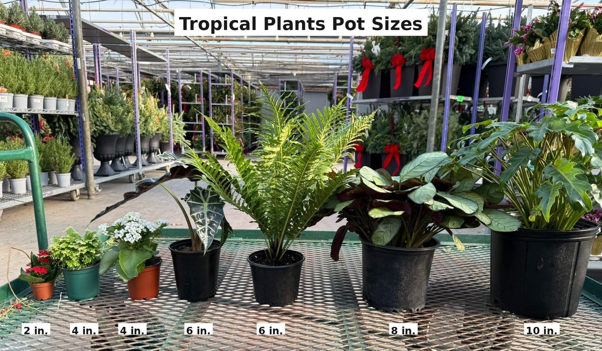 RedCrocus - RedCrocus Panama Rose Rondeletia Leucophylla | Vibrant Red Blooms, Full Sun to Partial Shade | Attracts Pollinators | Container & Border Planting 10" Pot