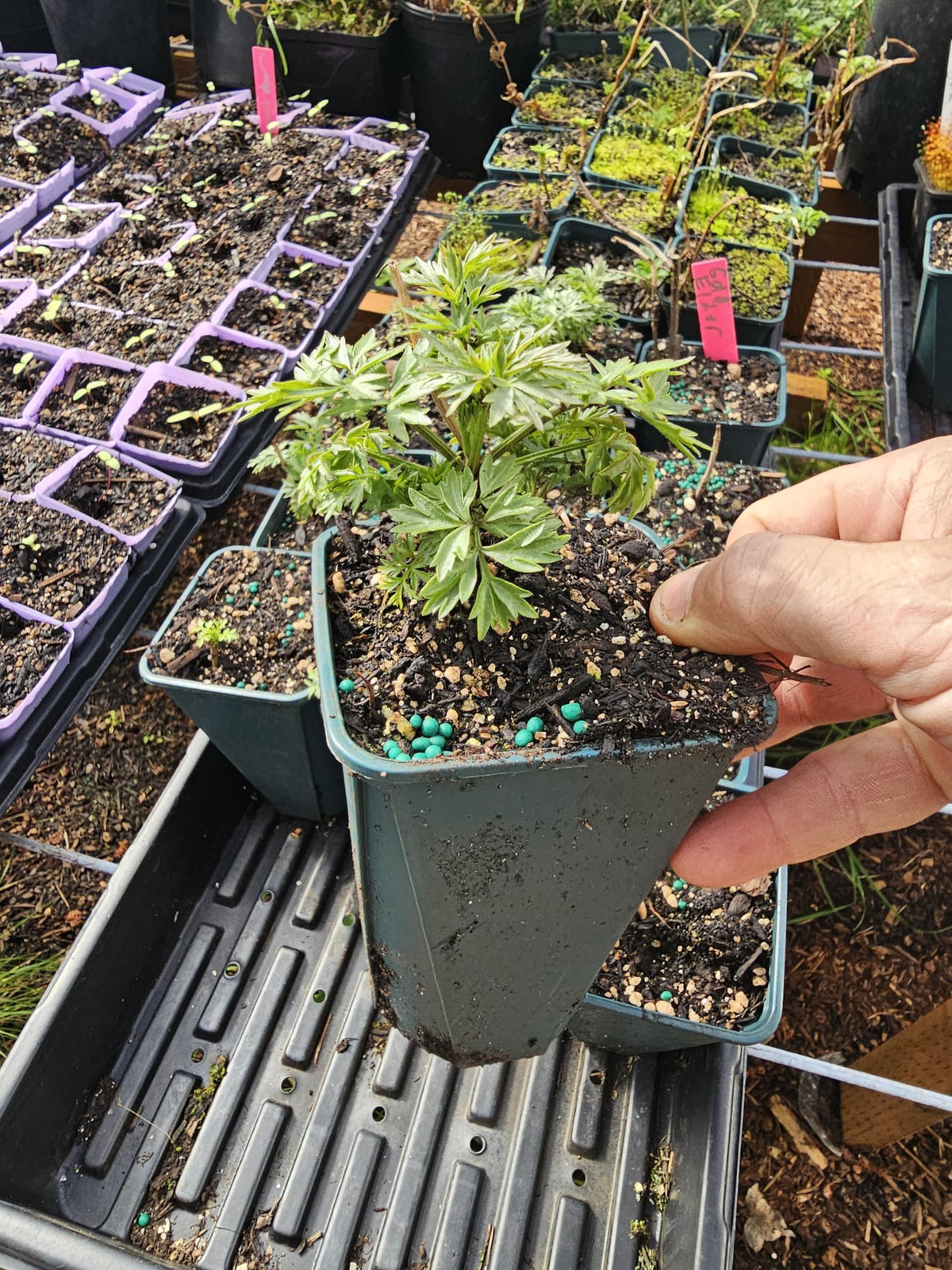 Live Golden Tower Elderberry Tree Sapling, 4" Potted Plant Edible Black Berries