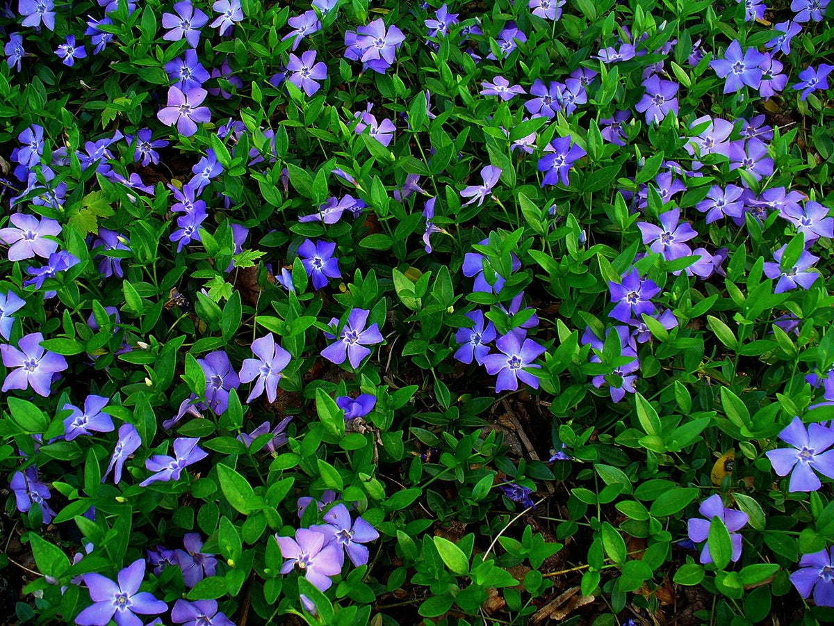 100 Vinca Minor, Periwinkle Creeping Myrtle