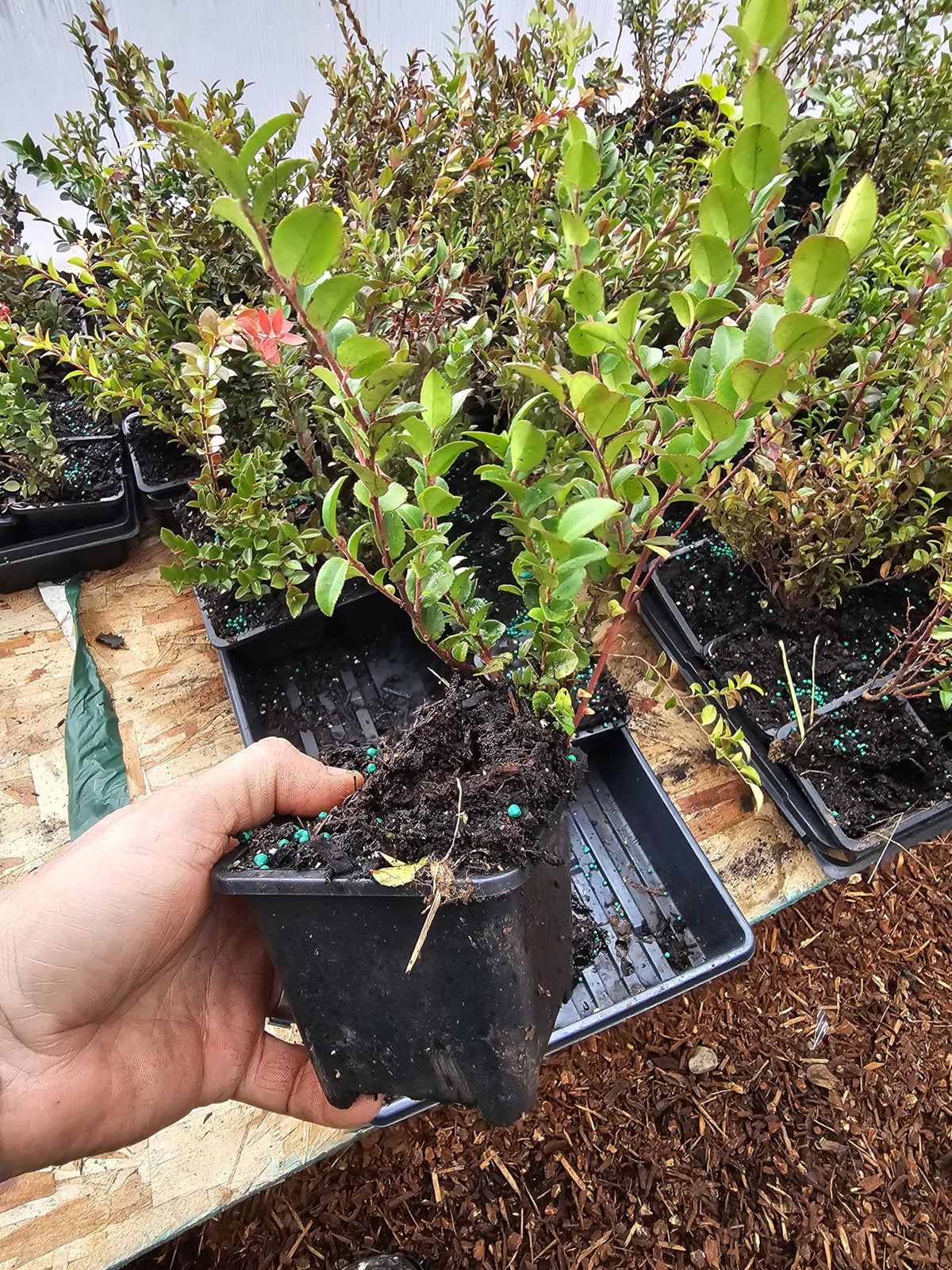 4pack Medium Live Wild Huckleberry Plants, 4" pots