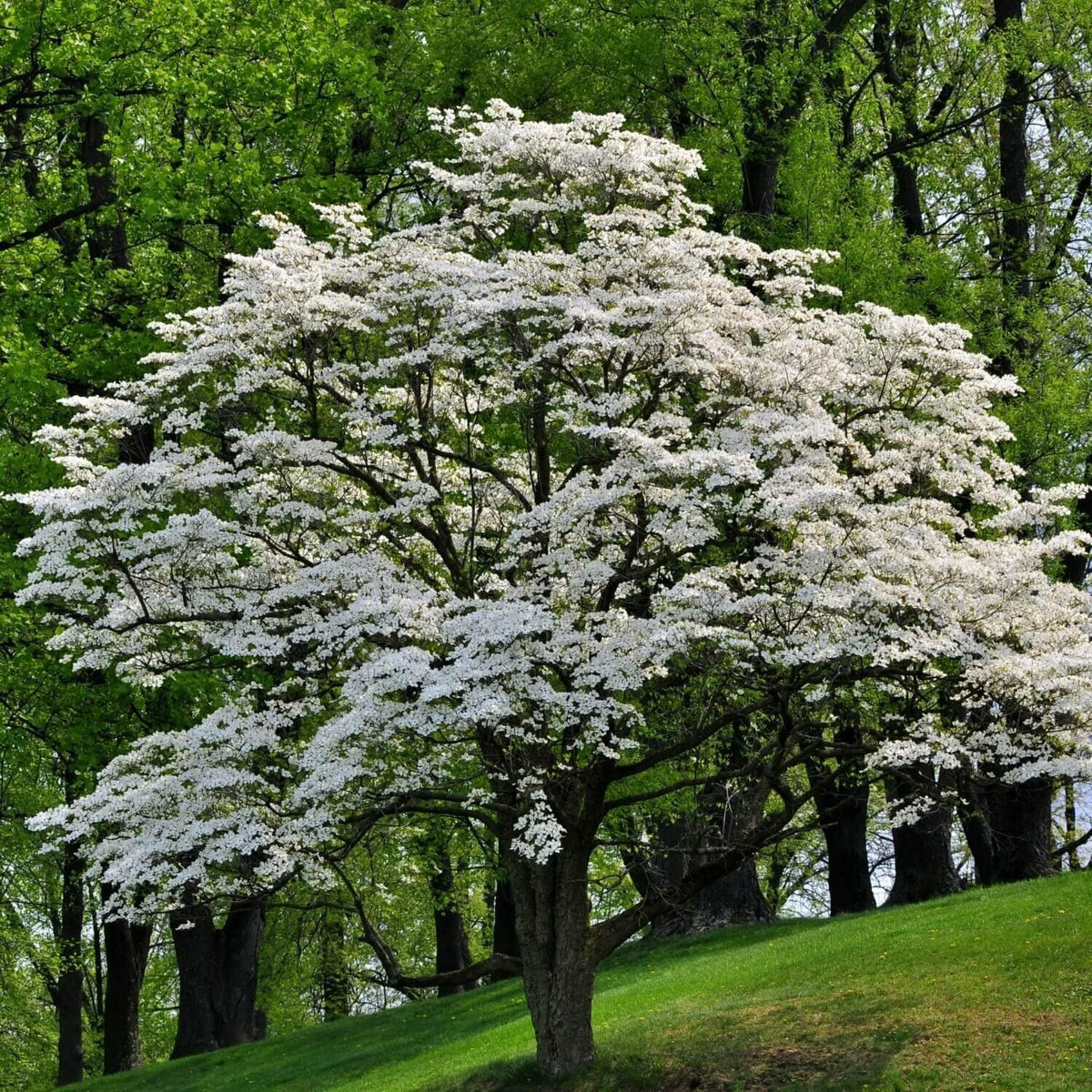 Live Plant - White Flowering Dogwood Tree, 10-16" Tall Live Plant, Quart Pot - Cornus Florida