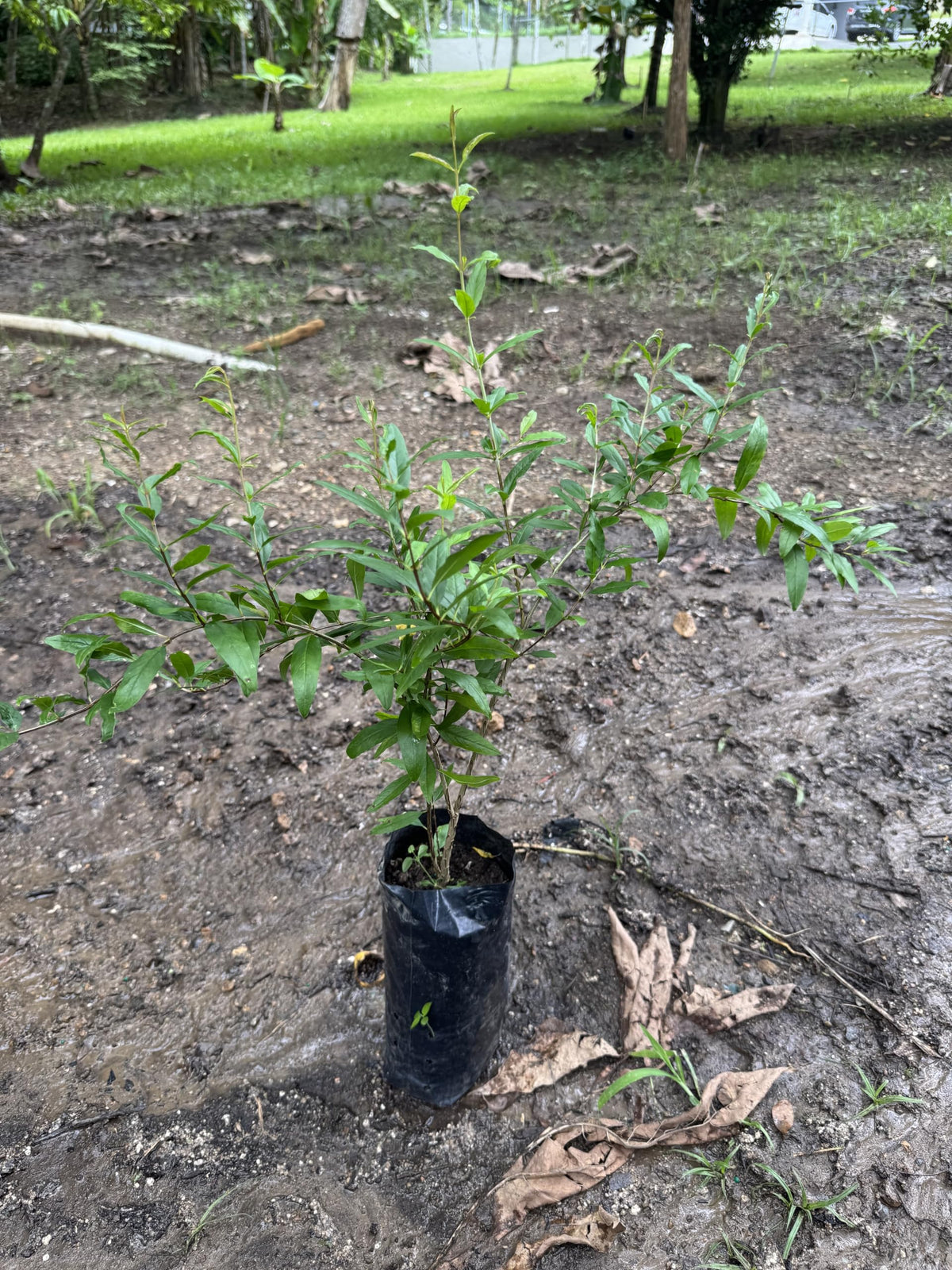 Black Pomegranate (Punica granatum/Live Fruit Tree 10inch-18inch