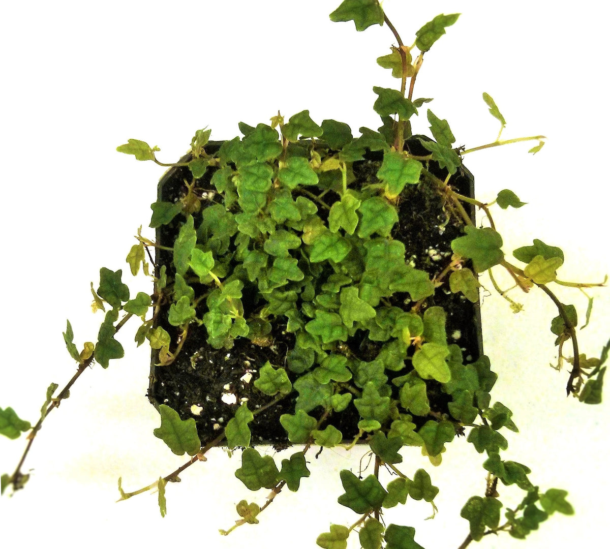 Ficus pumila 'Quercifolia' - String of Frogs