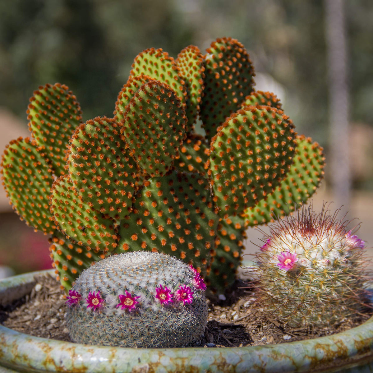 Assorted Cactus Collection 2.5" 12 pack