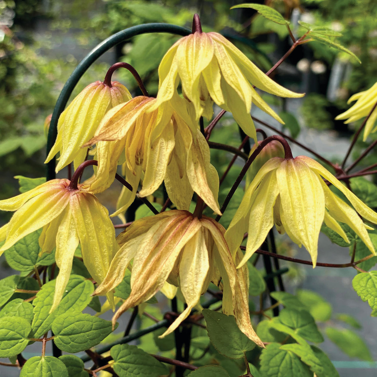 Proven Winners Funyella Clematis (Clematis) Live Plant, 4.5" Qt, 4 Pack