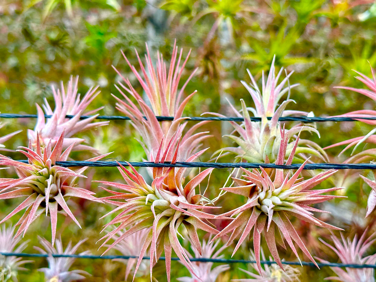 ragnaroc Air Plants - Tillandsia Ionantha Pack, Regular 1-3" - 12ct - Live Arrival Guaranteed - House Plants for Home Decor & Gift