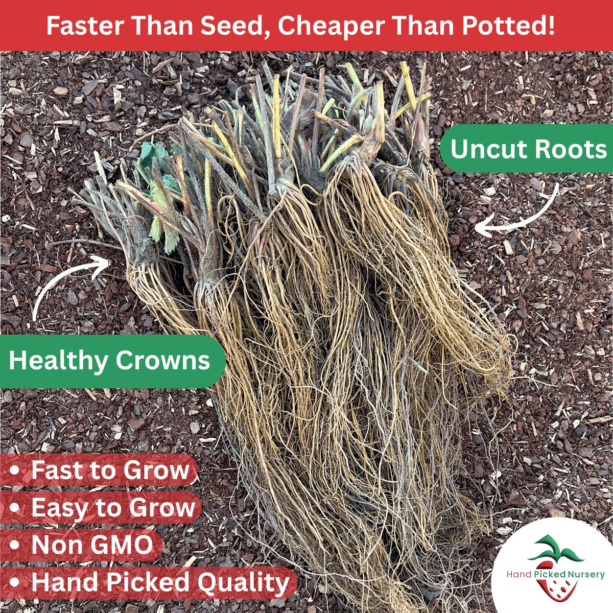 20 Chandler Strawberry Plants - Bare Root June Bearing Strawberries from Hand Picked Nursery